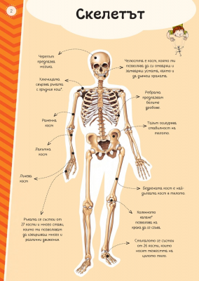 Атлас на човешкото тяло (включва стикери + плакат)